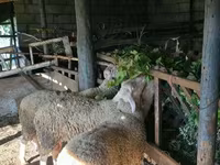 Widder, Baerchuke sheep — Foto 4