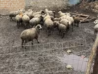 نعجة, الأغنام — الصورة 1