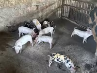 Sow, Pigs — photo 2