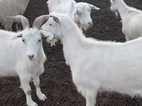 Cabra, Cabras — foto 4