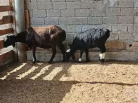 Sheep, Sheep — photo 3