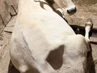 Կով, Ukrainian Brown Dairy Cattle — լուսանկար 1