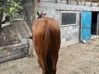 Hengst, Kyrgyz Horse — Foto 6