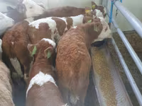 Ցուլ, Simmental cattle — լուսանկար 1