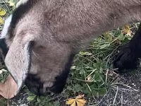 Cabra, Nubian Goat — foto 2