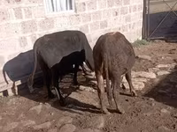 Կով, Խոշոր եղջերավոր — լուսանկար 3