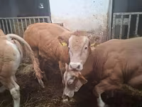 ثور, Blonde d’Aquitane cattle — الصورة 3