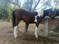 Stute, Kyrgyz Horse — Foto 4