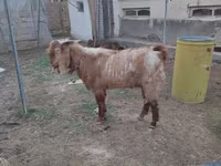 Billy Goat, Beetal goats — photo 1