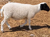 Խոյ, Dorper sheep — լուսանկար 3