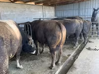 Bull, Swiss cattle — photo 2