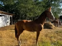 Бие, Dutch warmblood horse — 5-сурет