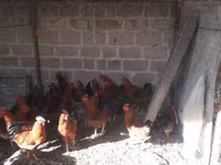 Chickens — լուսանկար 5