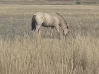Stute, Mugalzhar horse — Foto 5