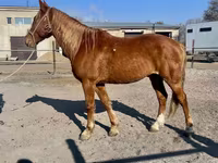 Ձի, Kustanai horse — լուսանկար 7