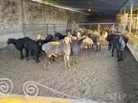 Խոյ, Ոչխարներ — լուսանկար 5