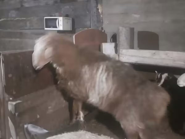 Carnero, Hissar sheep