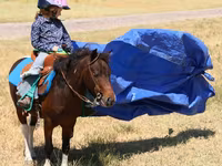 Caballo, Pinto horses — foto 6