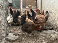Chickens — լուսանկար 2