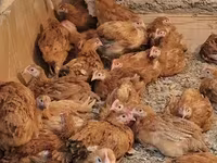 Chickens — լուսանկար 6