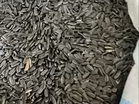 Ծտի կեր արեվածաղիկ մանր — լուսանկար 1