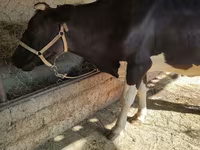 Kuh, Holstein-Rasse — Foto 3