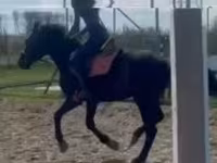 公马, Hungarian horse breed — 照片 8
