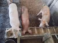 मादा सूअर, सूअर — फ़ोटो 3