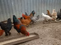 Chickens — الصورة 2