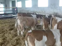 सांड, Simmental cattle — फ़ोटो 2