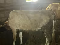 Vaca, Ganado vacuno — foto 3