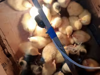 Geese — լուսանկար 1