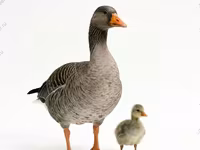 Chickens — Foto 7