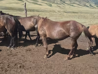 Էգ ձի, Ձիեր — լուսանկար 3
