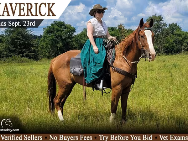 Ձի, Quarter Horse