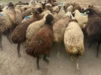 Ոչխար, Ոչխարներ — լուսանկար 1