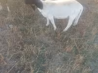 Ոչխար, Dorper sheep — լուսանկար 1