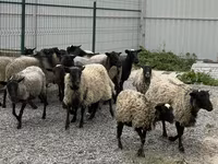 Sheep, Romanov sheep — photo 2