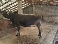 Cow, Swiss cattle — photo 1