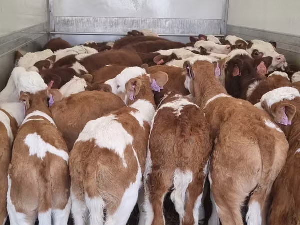 牛只（批次，未指定性别）, Simmental cattle