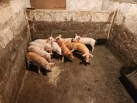 Sow, Pigs — photo 1