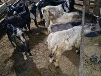 Ziegenbock, Ziegen — Foto 3