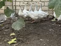 Geese — Foto 2