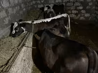 Vaca, Ganado vacuno — foto 2