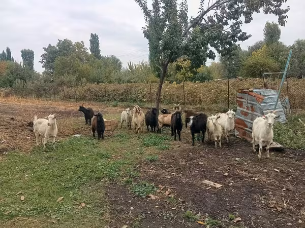 عنزة, Alpine goat