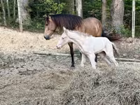 Stute, Black Sea breed — Foto 2