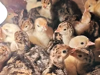 Turkeys — լուսանկար 2