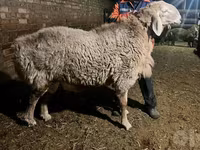 公羊, Sheep — 照片 3