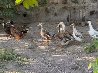 Ducks — լուսանկար 1