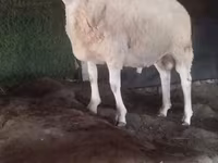 كبش, الأغنام — الصورة 1